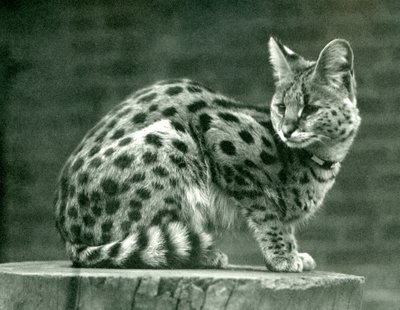 Ein Serval im Londoner Zoo, 1923 von Frederick William Bond